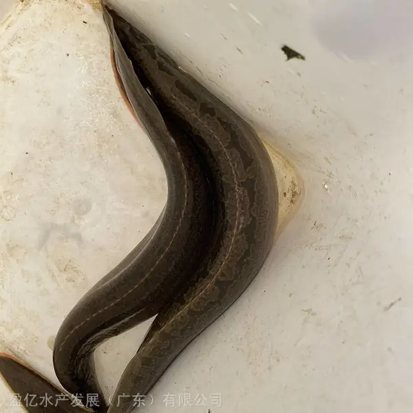 ��ͷ���۴���5-7cm�������� ӯ��ˮ��