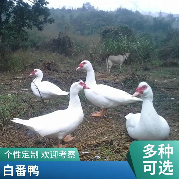 母番鸭公白番鸭黑番鸭杀好去内脏龙川散养冷链到家【一手三鸟】