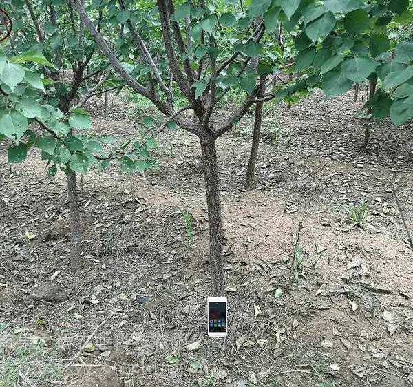 ������ݮ��***