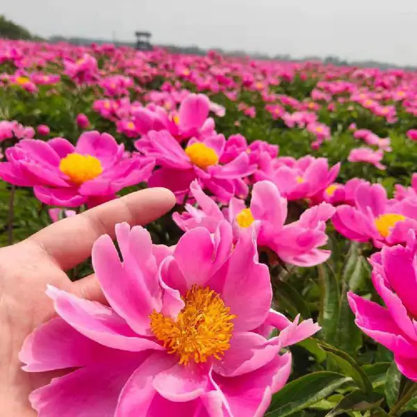 亳州产地白芍种芽