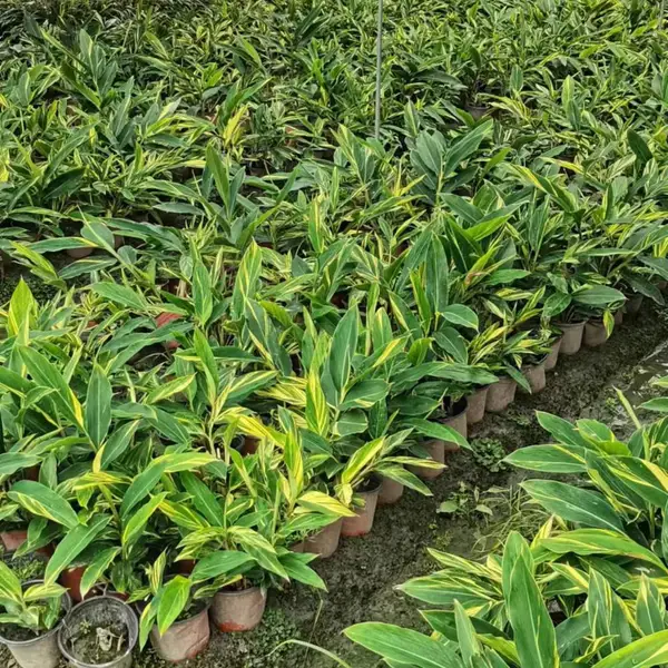 出售花叶良姜小苗 袋苗 庭院园林地被景观工程 基地直供 规格全