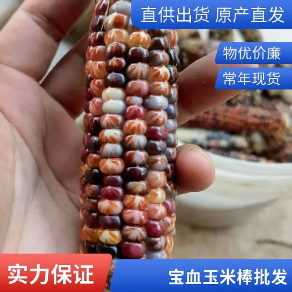 小巧的颗粒七彩玉米 文玩玉米 文玩玉米咨询