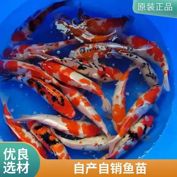 承接鱼池放苗 山东潍坊本地观赏鱼苗锦鲤鱼苗养殖场 锦鲤苗 多规格术指导