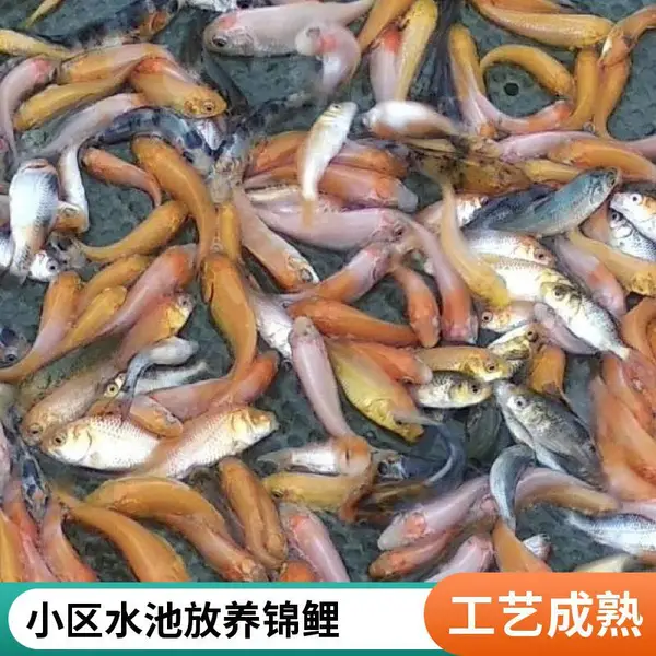 山东泰安本地观赏鱼苗锦鲤鱼苗养殖场 繁育优质锦鲤苗 适合池塘养殖