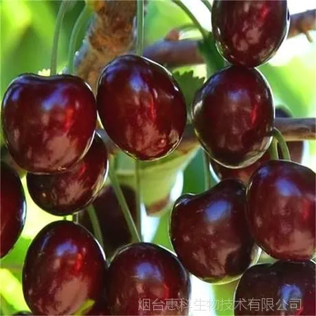 烟台向东牌早大果大樱桃供应商
