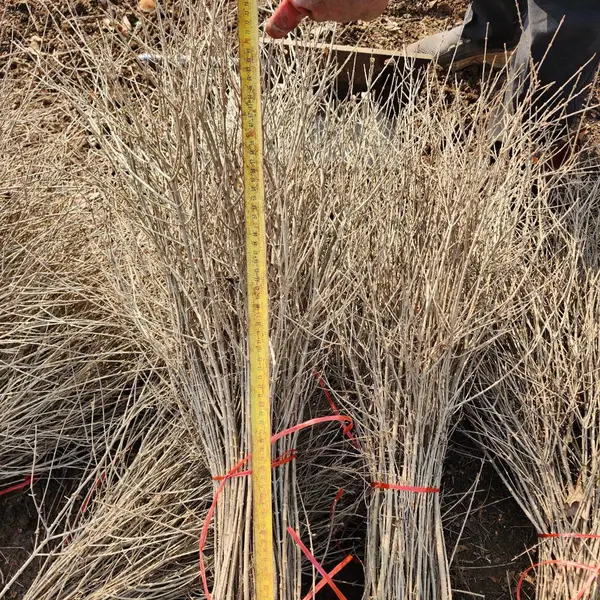 水蜡80厘米高 耐寒绿篱地被植物 现挖水蜡小苗多分枝 庭院观赏常绿