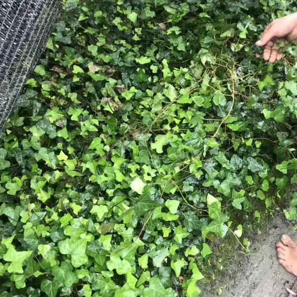 五叶地锦的常绿爬山虎工程苗基地百万株袋苗长度1米