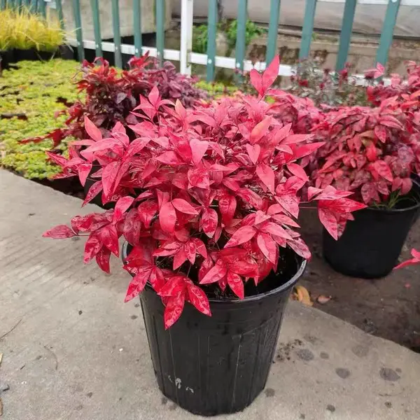 火焰南天竹盆栽多年生宿根植物园林景观观叶植物
