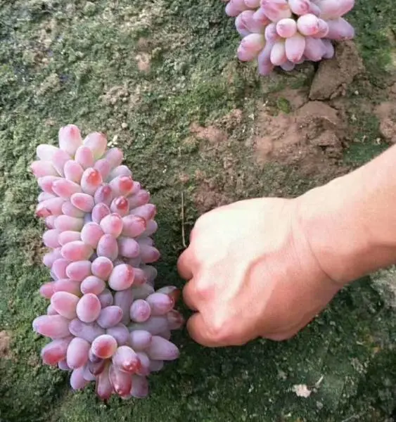 �����������缪��������ľ�������׳ɻ�޽�������