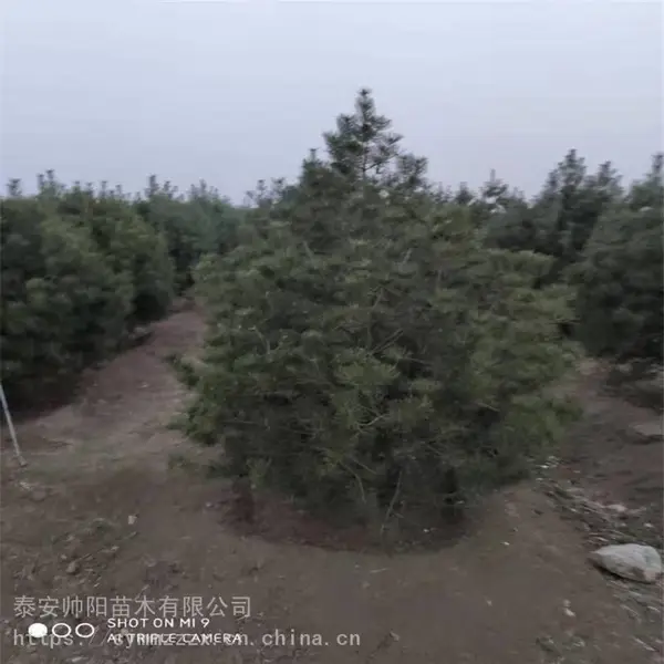 1�װ�Ƥ�� ����۸���ѯ ��Ƥ�� ����С������ ˧�� ��Ӧ����