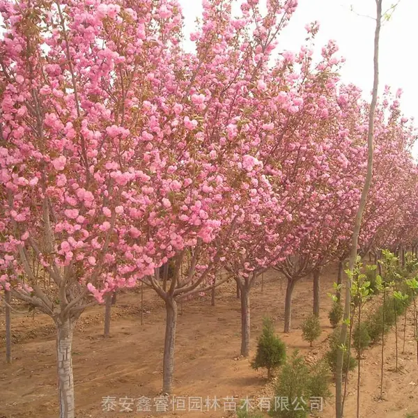 日本晚樱花 品种关山樱花树 樱花树苗哪里有