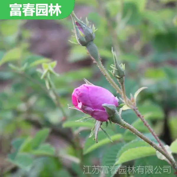 玫瑰花苗 大马士革蔷薇苗 月季 工程苗 花坛花镜 配植