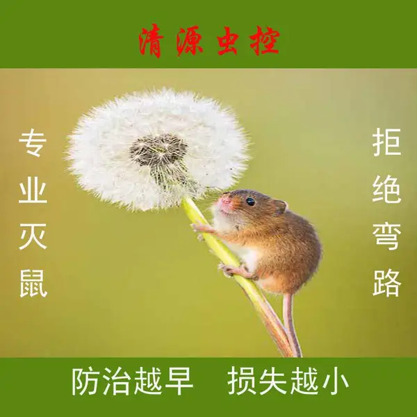【清源虫控】镇江扬中食品厂原料库职业除鼠服务价格