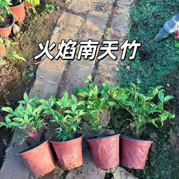 火焰南天竹 火焰南天竹基地 山 东火焰南天竹批发 南天竹盆栽 工程花卉