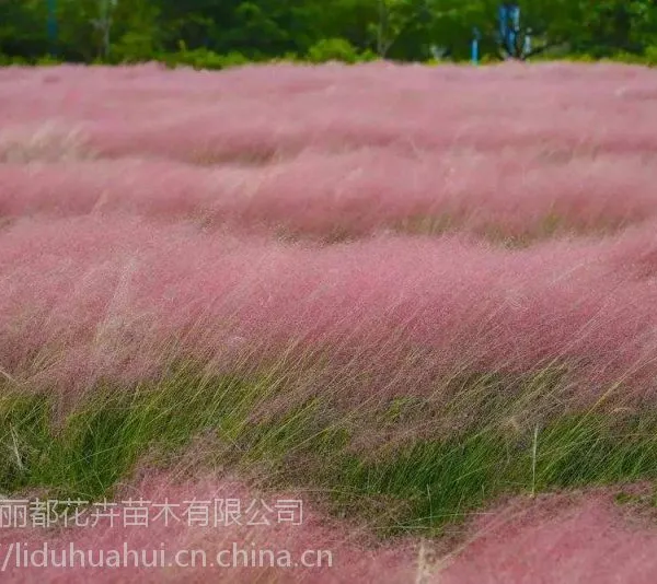 粉黛乱子草批发基地【青州粉黛乱子草】