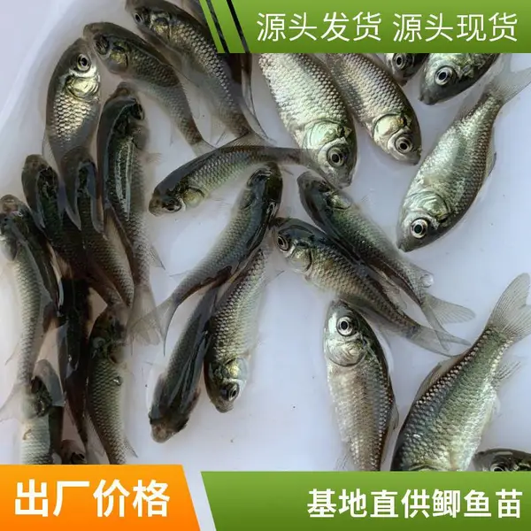 基地鲫鱼苗 专业淡水鱼养殖 喂养成本低 鲜活健康