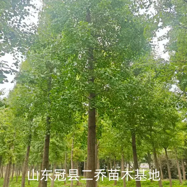 6公分至15公分银杏树,聊城冠县原生冠银杏树基地,银杏树产地上车价格,山东聊城银杏树