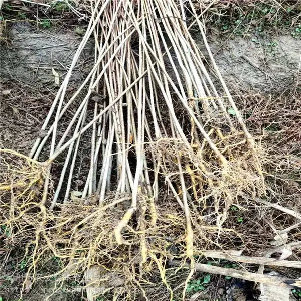嫁接紫薇 绿化苗木紫薇树 农天苗木 紫叶紫薇 承诺守信