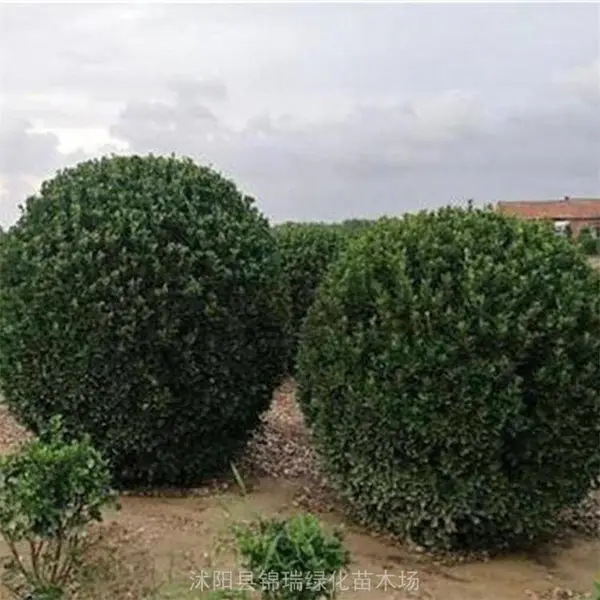 ���մ�Ҷ��������� ��1��2��3�״�Ҷ������