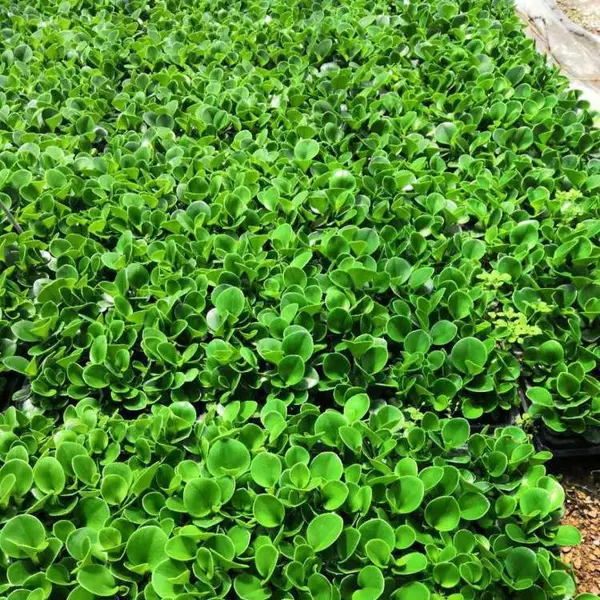 园林景观设计工程 时令草花求购 工地绿化花卉