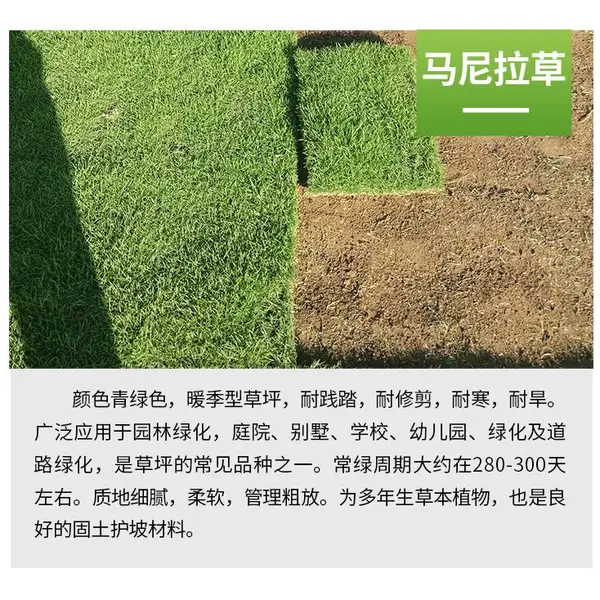 景德镇绿化草皮供应 、景德镇马尼拉草皮规格0.35*0.35