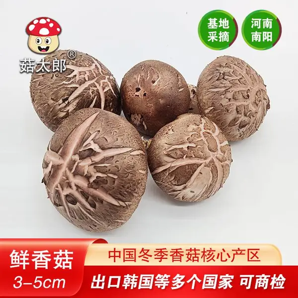 菇太郎鲜菇少份含量少花菇率高鲜菇花菇可出口商检
