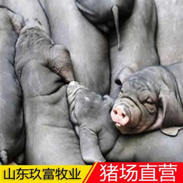 玖富仔猪苗批发 大型养猪场直销苗猪基地