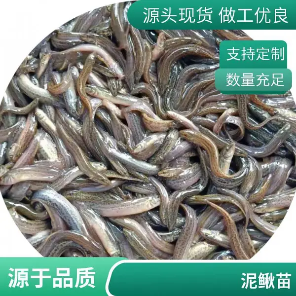 培育杂交泥鳅苗 淡水大副麟泥鳅苗自孵水花泥鳅苗繁殖高好养活