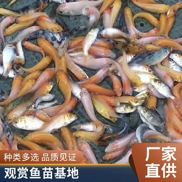 山东日照本地锦鲤养殖场 观赏鱼苗 自产自销 支持到场选购