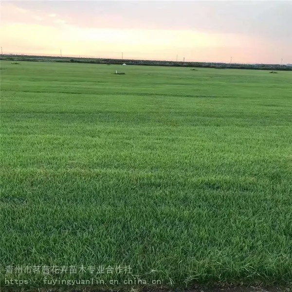 庭院草坪施工，草坪铺植方法，草坪铺植技术指导