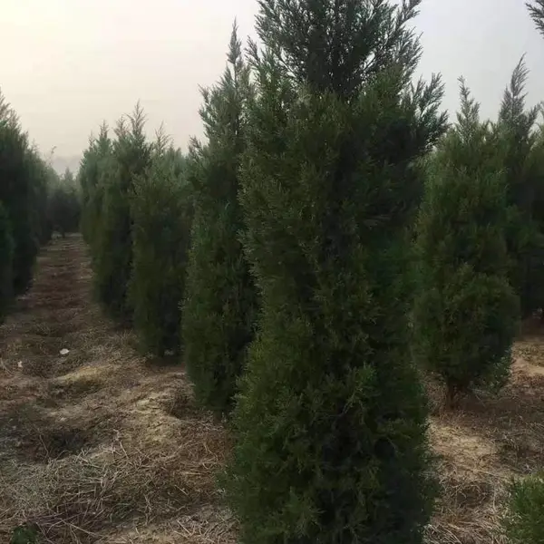 30公分40公分50公分高塔柏价格