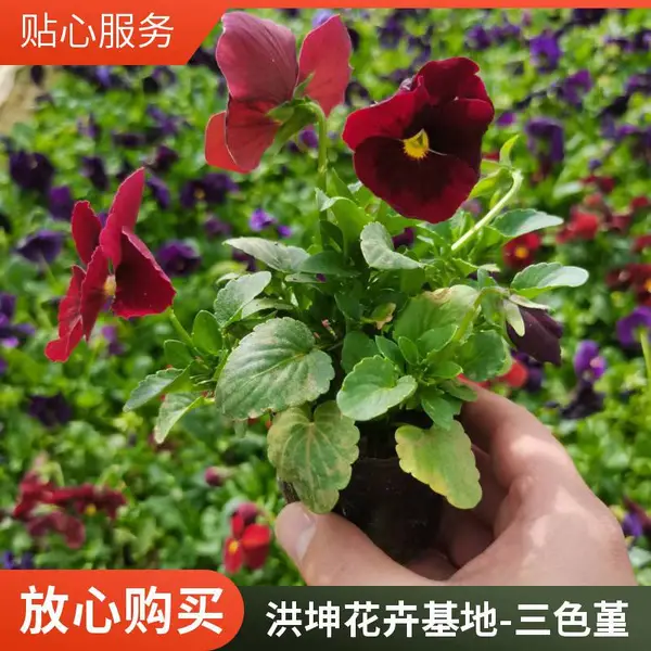 三色堇 冬季工程花苗 耐寒工程苗 角堇 冬季开花 栽植