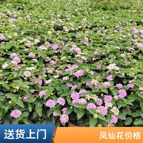 凤仙花境打造花卉 时令草花 花色鲜艳 喜温暖气候 成芳苗圃