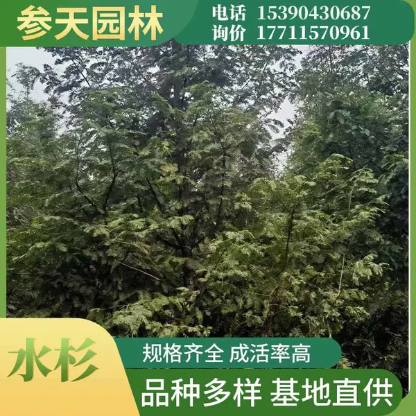 水杉树 高度冠幅6~20公分可选 水杉基地 工程绿化苗木基地