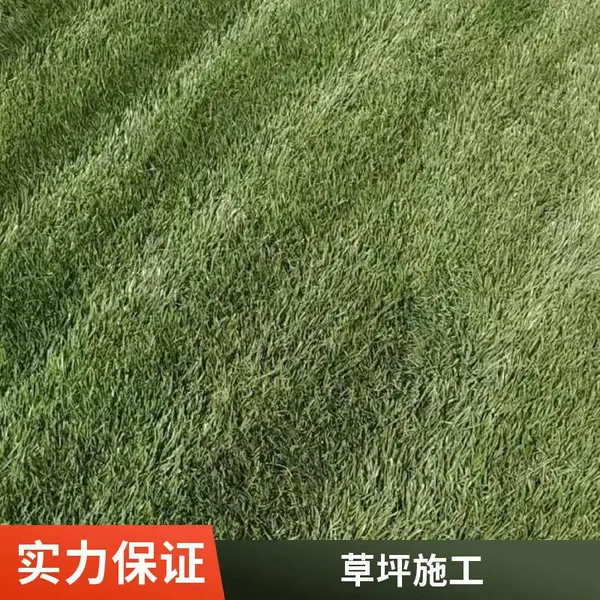 草坪铺装高羊茅草坪户外别墅花园设计屋顶花园设计铺装丰台