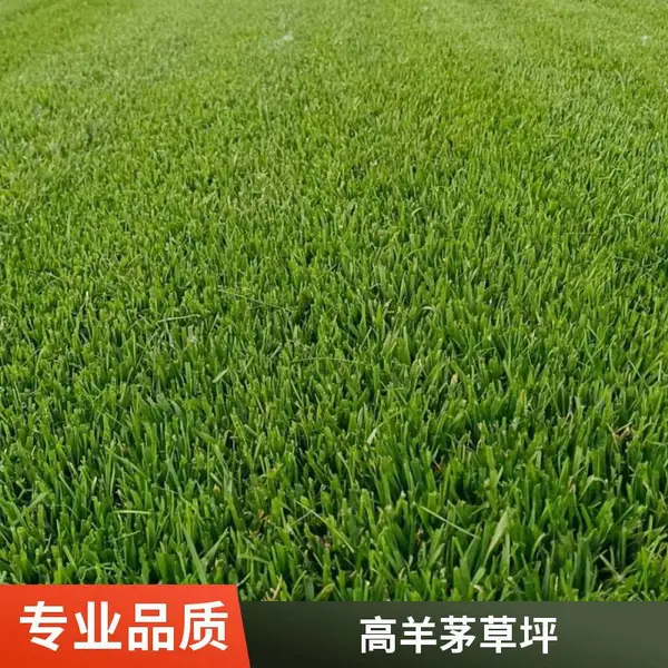 家庭庭院设计铺装混播草坪家庭庭院绿化高羊茅草坪丰台