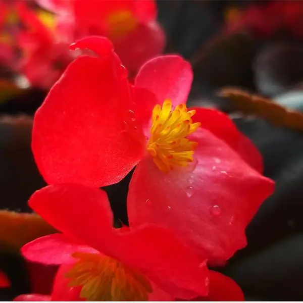 山东时令花卉基地种植批发四季海棠苗,红叶四季海棠