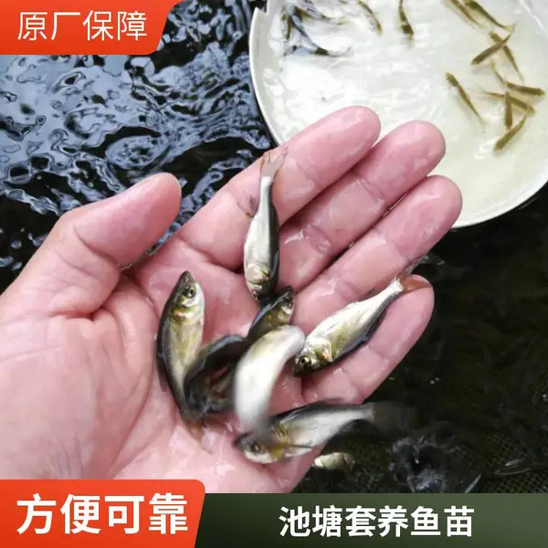 山东潍坊本地花鲢白鲢鱼苗养殖场 可到场看苗 花鲢白鲢苗齐全