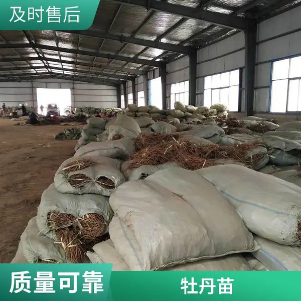 大苗牡丹花苗多枝 玫瑰红室内外盆栽牡丹苗花卉 庭院阳台观赏