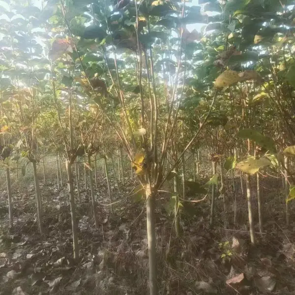 山东聊城东昌府区白玉兰种植基地批发供应,9公分红玉兰树苗厂家装车价格,玉兰产地供应商报价
