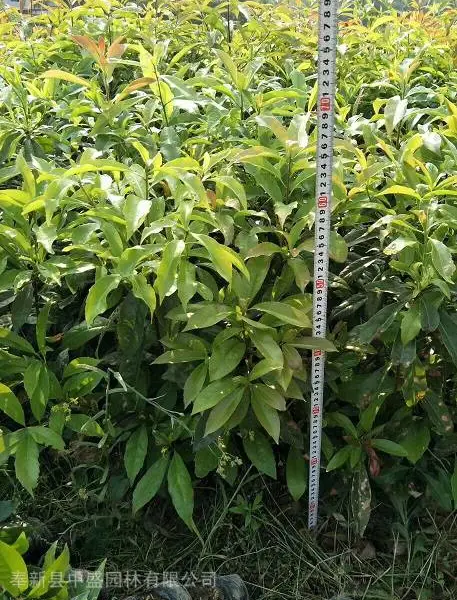 木荷杯苗供应、木荷杯苗批发、木荷杯苗价格、江西宜春木荷杯苗基地