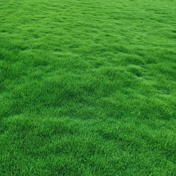 福建南平草皮 、南平马尼拉草皮草块江西基地批发