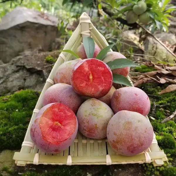 桃形李树苗1至3年生都有,现挖发苗保品种提供李子种植技术
