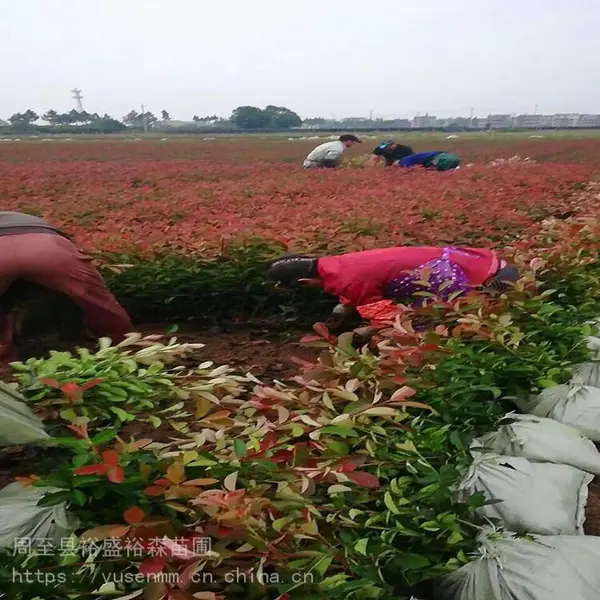 杨凌苗木 紫叶李 白皮松 灌木花草杯苗
