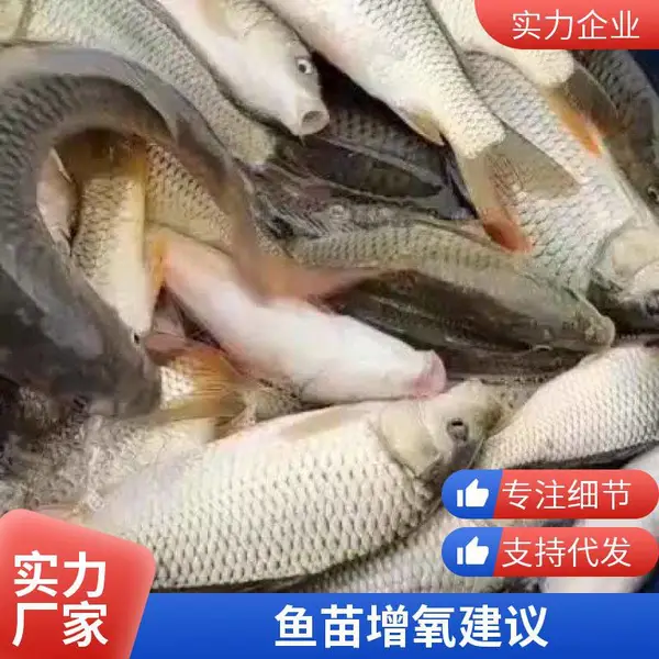 潍坊本地草鱼苗鲤鱼鱼苗养殖场直供优质鱼苗支持技术指导