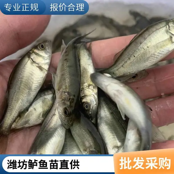 潍坊本地鲈鱼苗鲟鱼苗养殖场 加州鲈苗种 鲟鱼苗 提供养殖方案