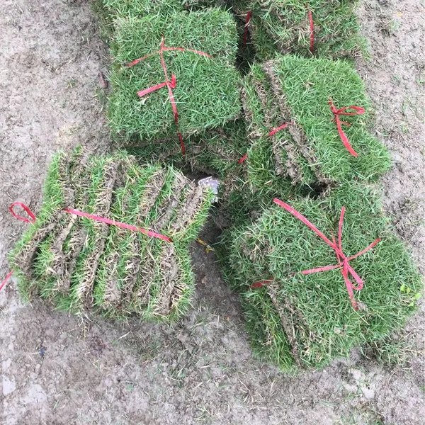广西崇左 马尼拉草坪 结缕草种子***格 草皮基地