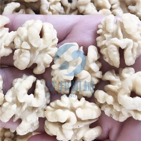 华邦核桃仁脱皮清洗机 滚筒核桃仁去皮机 风味核桃仁设备