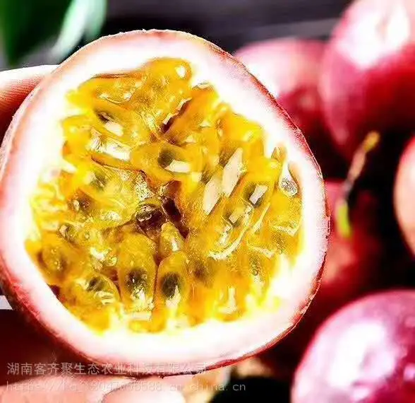 云南紫色百香果