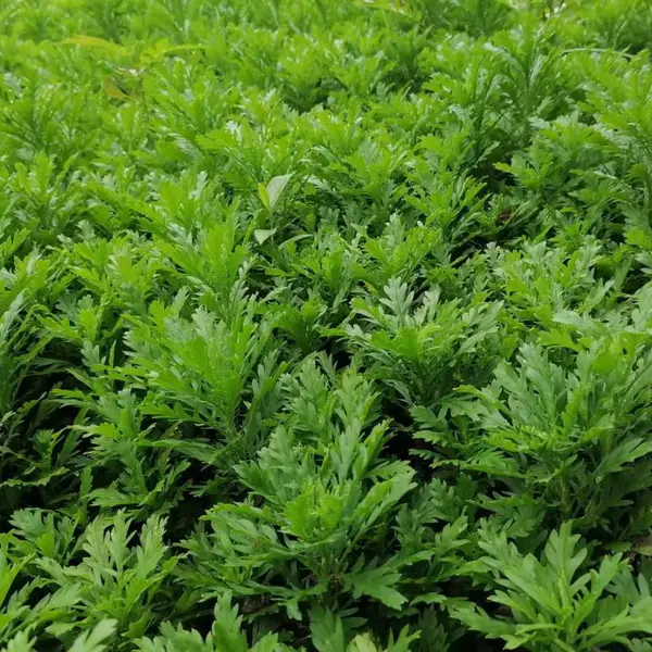 这么多的木春菊出售 高度15-50公分杯装木春菊蓬径 景区街道绿化